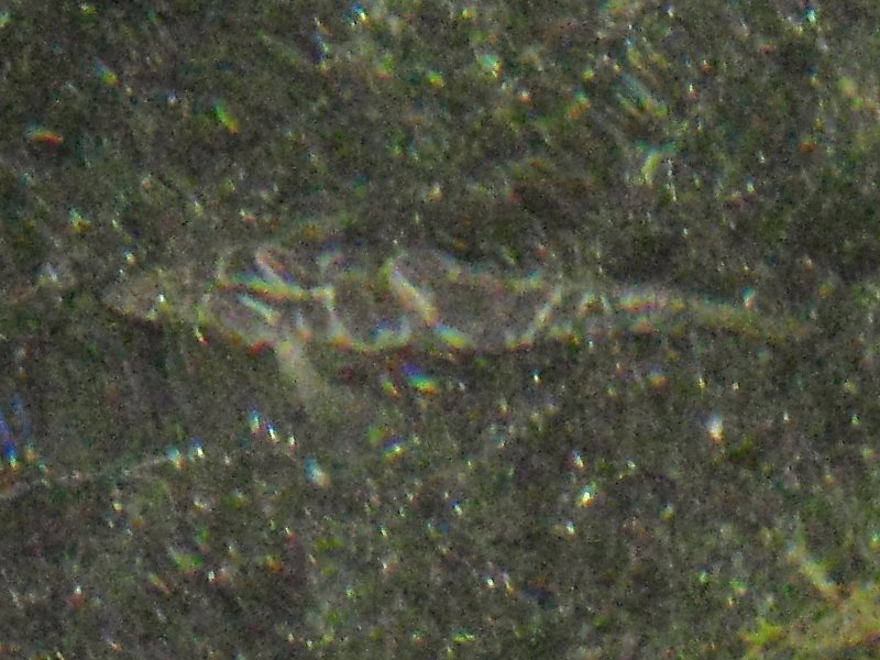 Zosterisessor ophiocephalus a Porto Cesareo